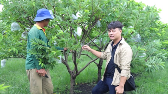 Một hotboy nông dân ở tỉnh Tây Ninh mới thành lập hội quán, liên kết trồng quả ngon kiểu mới, du khách thích thú tới xem