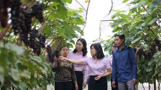 Vốn ưu đãi từ Ngân hàng CSXH tiếp sức cho nông dân Hà Nội xây dựng nhiều mô hình nông nghiệp mới