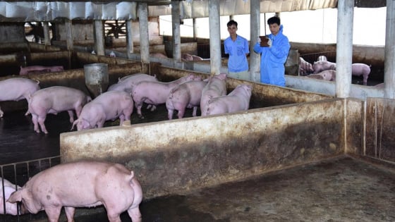Tin vào khoa học, mạnh dạn tiêm vaccine Dịch tả lợn châu Phi cho đàn lợn, anh nông dân Phú Thọ giữ trại bình yên ngay trong tâm 'bão' 