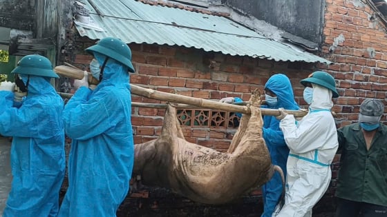 100 con heo 'dính' dịch tả lợn châu Phi, Đà Nẵng buộc phải tiêu huỷ khẩn cấp