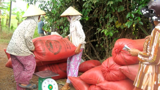 Ở tỉnh Tây Ninh mới, vì sao nông dân thở dài khi bán lúa xong, ví chỉ như chuyện tiền cũ đổi tiền mới?