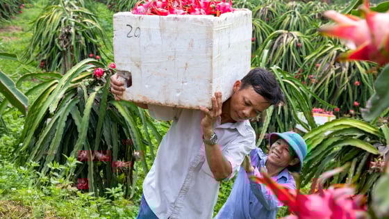 Diện tích cây ăn quả vượt 1,3 triệu ha, đưa xuất khẩu rau quả đạt kỷ lục hơn 7 tỷ USD