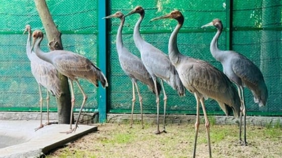Một con sếu đầu đỏ được chuyển giao từ Thái Lan về Tràm Chim (Đồng Tháp) đã chết