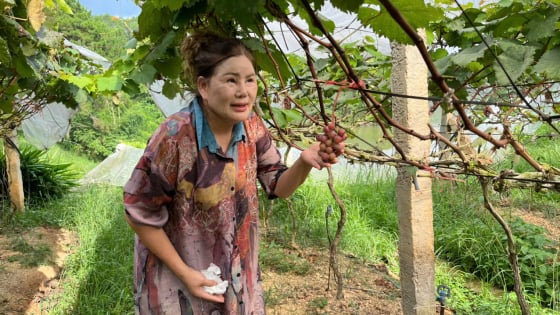 Biến đồi hoang thành vườn nho chi chít trái, một người dân Lạng Sơn mở cửa đón khách đến ăn nho, chụp hình