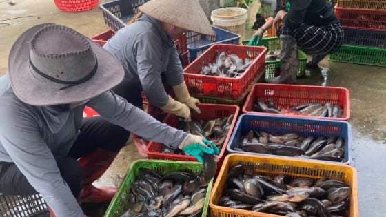 Nuôi cá rô đồng đặc sản bơi dày đặc như mưa rào dưới ao, trai Hải Phòng bán dễ như nhai kẹo, cầm 300 triệu/năm