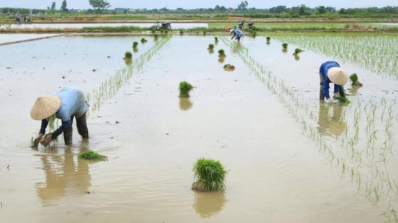Ứng phó bão số 3, TP Hải Phòng yêu cầu người dân tạm dừng gieo cấy, thu hoạch nhanh diện tích đến kỳ