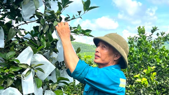 Một trang trại trồng cây ăn quả đẹp như phim ở Hà Tĩnh, trù phú, giàu có trên vùng đất 'chó ăn đá, gà ăn sỏi'