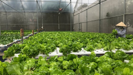 Đây là kiểu trồng rau ở Hải Phòng, 4 mùa, 12 tháng vườn tốt um, bán liên tục