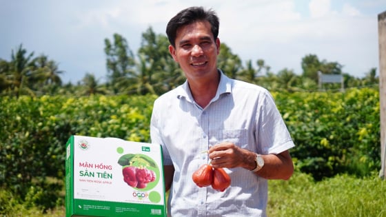Một nông dân Cần Thơ mới trồng giống mận gì mà quả bự, bán hơn 200.000 đồng/kg vẫn hút hàng?