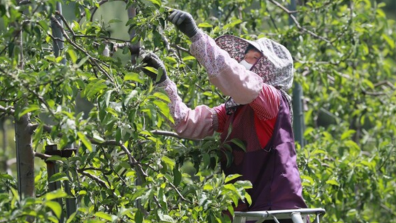Nông dân Hàn Quốc lo sợ hàng nông sản nhập khẩu giá rẻ từ Mỹ sau cơn bão thuế quan
