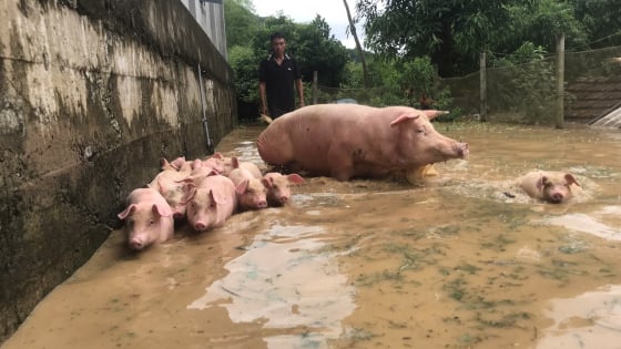 Lũ lịch sử từ thượng nguồn, nhiều nhà dân, vật nuôi miền Tây Nghệ An ngập trong nước