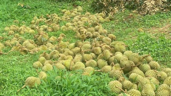 Nông dân Lâm Đồng xót xa nhìn hơn 160 tấn sầu riêng rụng đầy gốc sau bão Wipha, thiệt hại 5 tỷ đồng