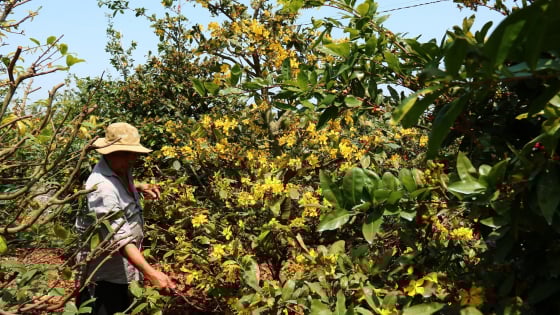 Làng tỷ phú ở Tây Ninh: Cây mai vàng cứu cánh đồng bưng biền sình lầy, phèn mặn (Bài 1)