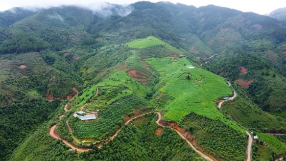Trên quả đồi hoang, anh nông dân Lào Cai trồng cây gì mà bò ra khắp nơi, quả mọc lúc lỉu, ngày nào cũng hái cả tấn