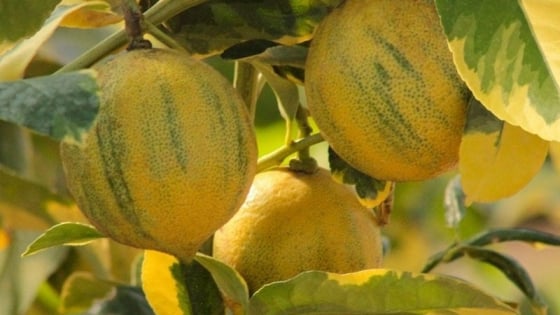 Cây cảnh hoàn hảo, lá đẹp như tranh, hoa thơm nồng đậm, quả ngon bổ dưỡng, kết trái quanh năm