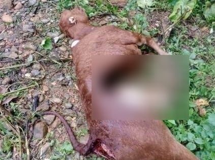 Nghi chó rừng hoặc sói đỏ cắn chết gia súc ở Điện Biên, Cục Lâm nghiệp và Kiểm lâm khuyến cáo khẩn