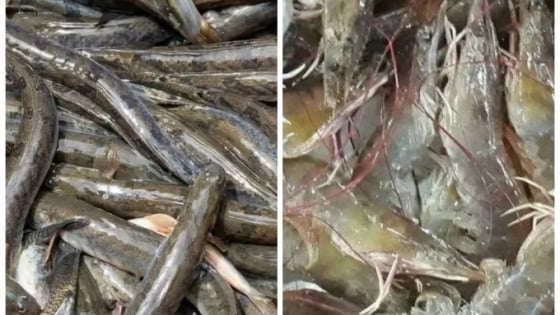 Thanh tra Sở Nông nghiệp và Môi trường chỉ ra sai sót tại 6 mô hình khuyến nông của địa phương