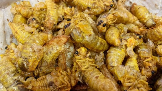 Loại thịt 'trên trời', có sắt cao gấp 30 lần thịt bò, bổ hơn thịt gà vịt, không mất tiền mua, ít người dám thử