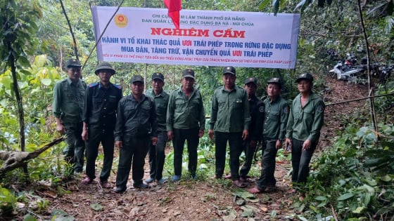 Mùa quả ươi rụng, dân đổ vô rừng nhặt 'lộc trời',  kiểm lâm Đà Nẵng lập các chốt ngăn chặn
