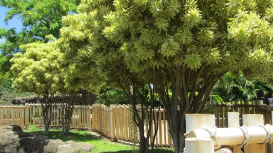 Cây cảnh 'hát' bài ca nhiệt đới, chỉ một cây đã tạo thành rừng rậm, thu hút tài lộc, may mắn cho gia đình