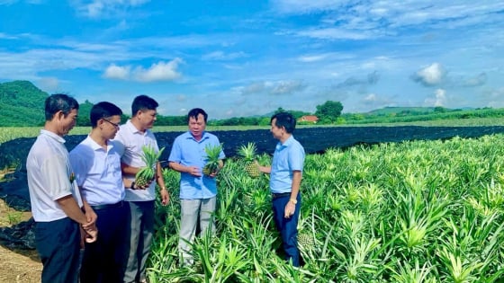 Hội Nông dân Thanh Hóa đổi mới toàn diện, nâng cao hiệu quả hoạt động các cấp Hội