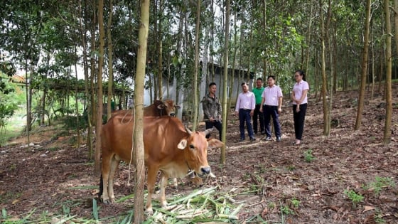 Nông dân miền núi Con Cuông ở tỉnh Nghệ An thoát nghèo với nhiều mô hình mới từ vốn tín dụng chính sách