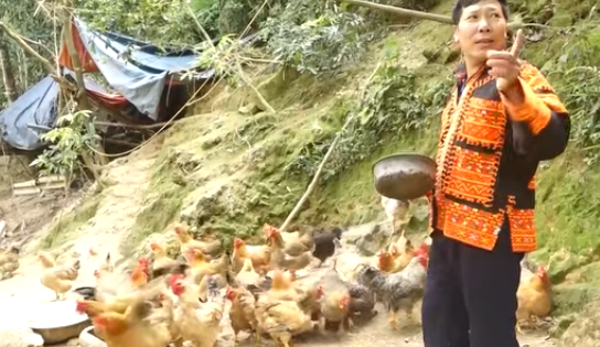 Nuôi gà đặc sản-gà 6 ngón trên núi Mẫu Sơn ở Lạng Sơn, cứ nói bán là người ta khuân đi cả đàn
