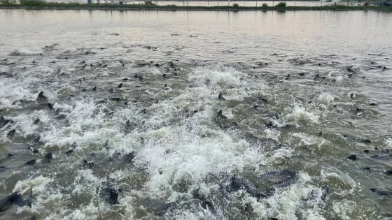 Loài 'cá tàu ngầm' toàn con to bự bơi dày đặc dưới ao, ông tỷ phú Ninh Bình bắt bán, thu 2 tỷ/năm