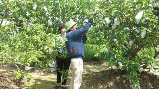 Trên cánh đồng Vua, nông dân một xã của Hải Phòng trồng giống ổi mới, đến mùa cứ ngồi gốc ổi chốt đơn thu tiền