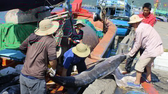 Xóa sổ tàu “3 không”, Đà Nẵng tăng tốc gỡ thẻ vàng IUU
