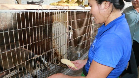 Nuôi con động vật hoang dã sống về đêm, nhà này ở Nghệ An, cứ bán là hết hàng, giá 1,1 triệu/kg