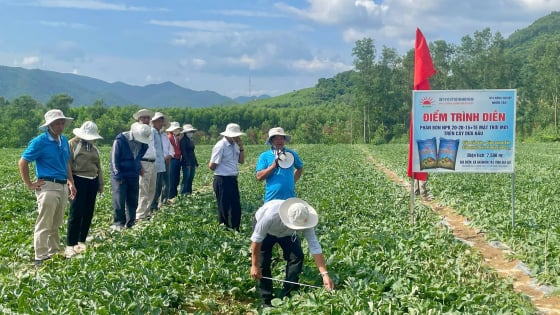Nông dân Gia Lai bón phân gì mà dưa hấu xanh mướt, quả to, ngọt lịm?