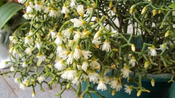 Đừng trồng sống đời, cây cảnh như những khúc xương nhảy múa này là thú chơi mới độc lạ, mang lại may mắn, tài lộc