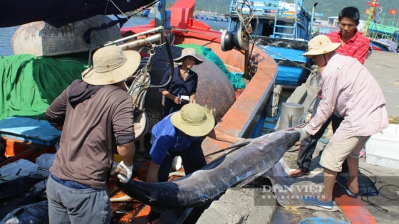 Đà Nẵng gắn trách nhiệm người đứng đầu trong chống khai thác IUU