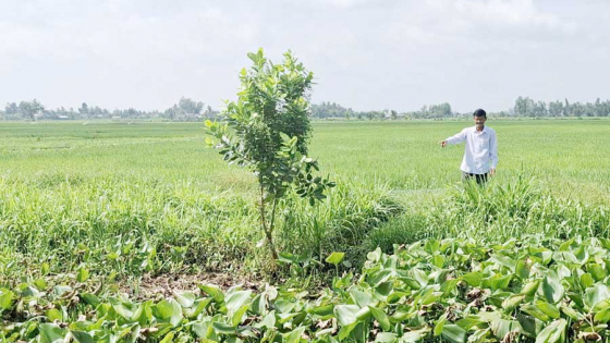 Loại cây ngoại lai 'đẻ nhanh phát khiếp' này đang phủ kín kênh mương 1 xã của tỉnh Vĩnh Long mới