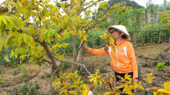 Nơi trồng quả đặc sản mất mùa, đến một xã vùng núi đá của Hải Phòng thấy yên ắng lạ thường