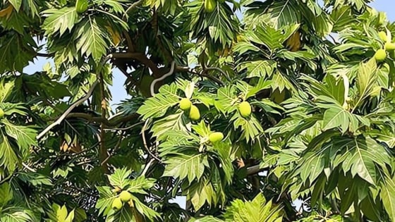 Cây cảnh lá to khổng lồ, quả tròn lúc lỉu, thu hút tài lộc, mang lại ấm no, trồng 1 cây nuôi cả nhà 70 năm