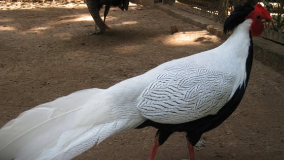 Người đàn ông Nghệ An nuôi và bán gà lôi trắng lĩnh 6 năm tù, gà lôi trắng có được phép nuôi không?