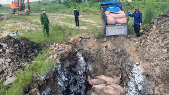 Triển khai đồng bộ các giải pháp, dịch tả lợn châu Phi ở Quảng Ninh 'hạ nhiệt'