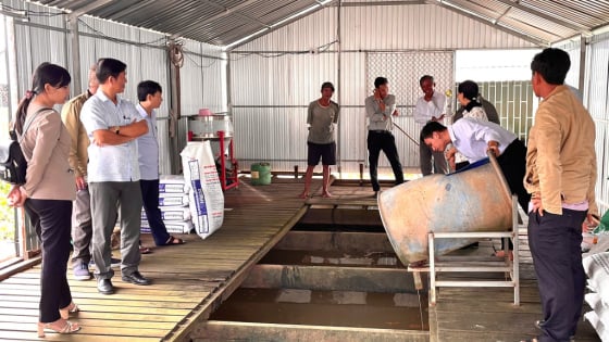 Ở tỉnh Đồng Tháp, nuôi 2 loại cá đặc sản kiểu gì mà cứ bán là giá cao, người ta tìm đến xem?
