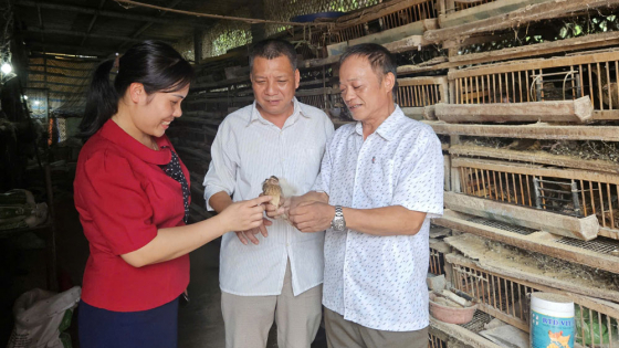 Loại chim bé hơn nắm tay, đẻ trứng cản chả kịp, nuôi thành công ở Bắc Giang, nông dân này hưởng 'lương tốt'