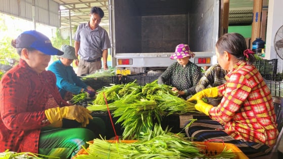 Hội Nông dân xã Tân Đông, tỉnh Đồng Tháp tổ chức nhiều hoạt động hỗ trợ thiết thực cho nông dân