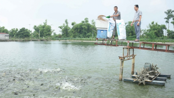 Xã Phụ Dực, tỉnh Hưng Yên mới (địa phận tỉnh Thái Bình cũ) có cái ao nuôi dày đặc thứ cá ngọt thịt thế này đây