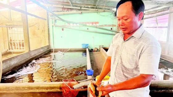Con tôm càng xanh nuôi trong ruộng lúa ở Bến Tre cũ, nay là tỉnh Vĩnh Long mới, hễ lột vỏ thành công, giá bán gấp đôi