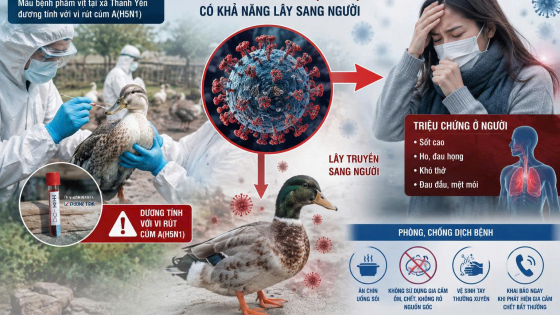  Phát hiện chủng cúm gia cầm có thể lây sang người ở Điện Biên