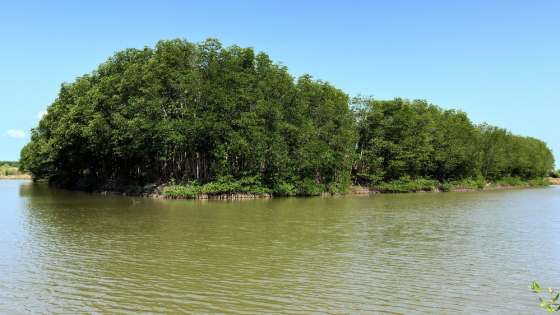 Ở xã Long Vĩnh, tỉnh Vĩnh Long mới (địa phận tỉnh Trà Vinh cũ), cá bông lau, dân nuôi thành công, có nhà lời 1 tỷ