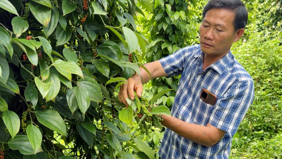 Giống “Tiêu Tùng Linh” bán tràn lan, nhiều nông dân Tây Nguyên nhận “trái đắng”, chủ thương hiệu kêu cứu