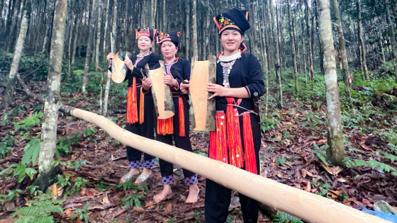 Vùng trồng quế xã Tân Hợp, tỉnh Lào Cai có gì mà hấp dẫn doanh nghiệp đến đầu tư?
