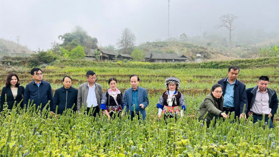 Nông dân Than Uyên có thu nhập khá từ trồng cây chia