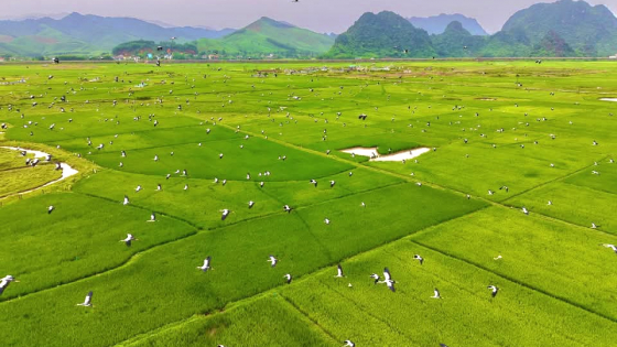Cận cảnh hàng trăm con chim hoang dã có tên trong sách Đỏ đang lội trên cánh đồng Quảng Bình
